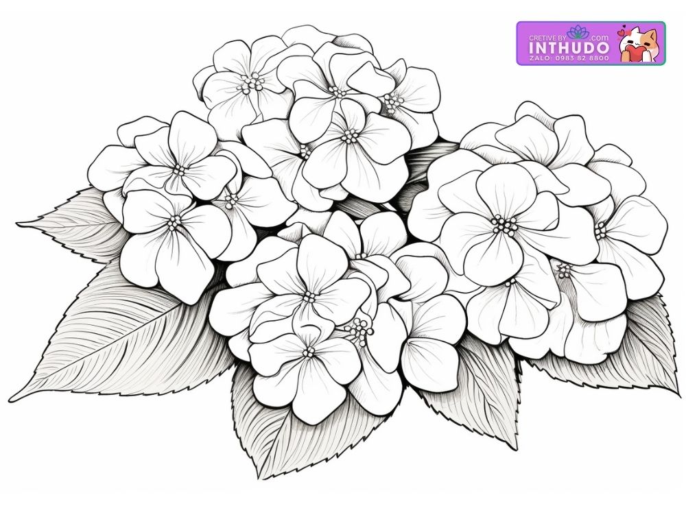 Tranh tô màu hình hoa cẩm tú cầu